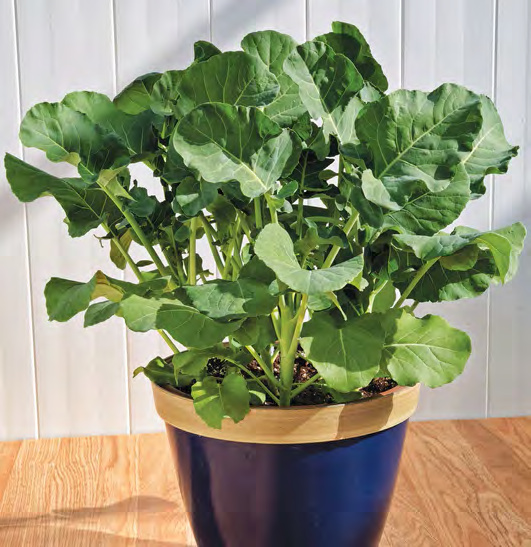 ORIENT WONDER Bean