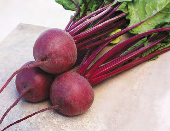 KESTREL Beet