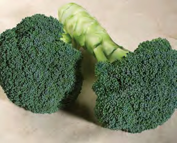 GODZILLA Broccoli