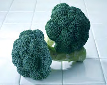 AVENGER Broccoli