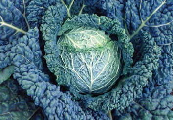 SUPERSTAR Cabbage