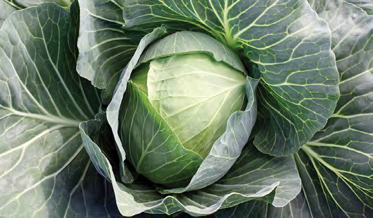 SAVOY KING Cabbage