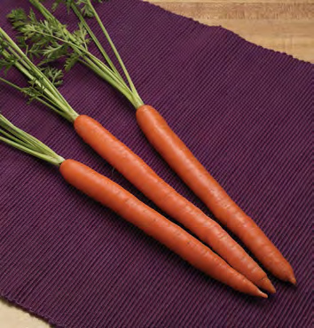 INGOT Carrot