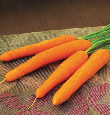 OLYMPUS Carrot