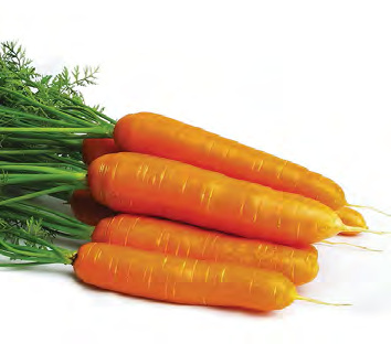 TRITON Carrot