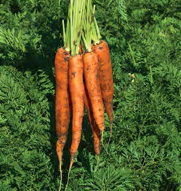 NEPTUNE Carrot