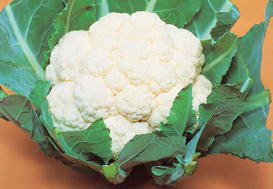 WHITE CORONA Cauliflower