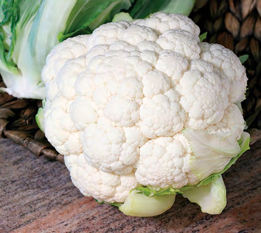 CANDID CHARM Cauliflower