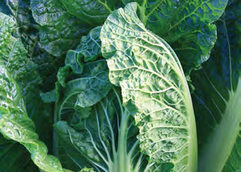 CHINA EXPRESS Chinese Cabbage