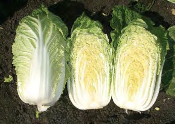 CHINA GOLD Chinese Cabbage
