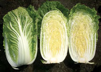 YUKI Chinese Cabbage