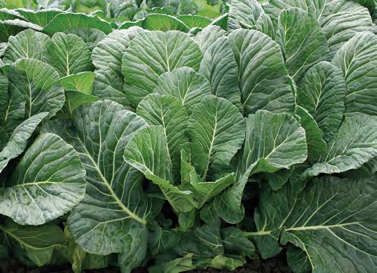 TOP CHOP Collard