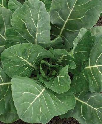 FLASH Collard