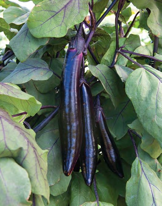 SHIKOU Eggplant