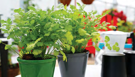 SANTO Cilantro