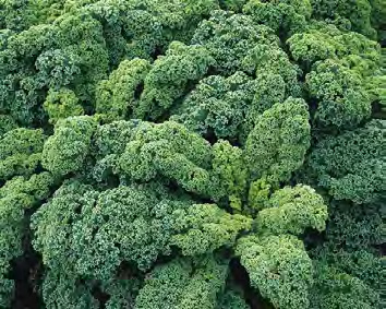 BLUE RIDGE Kale