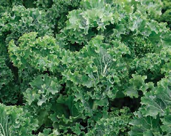 IMPROVED DWARF SIBERIAN Kale