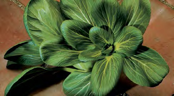 ASIAN DELIGHT Pak Choi