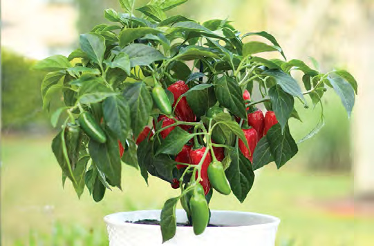 EARLY FLAME Jalapeño Pepper