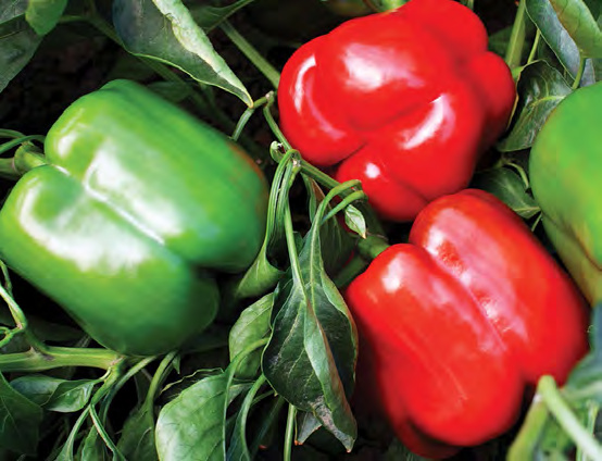 GOLD FORTUNE Bell Pepper