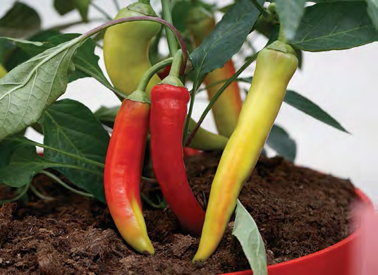 LOLA Banana Pepper