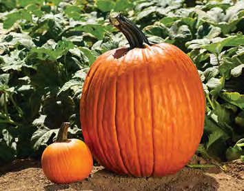 LARGE MARGE Pumpkin