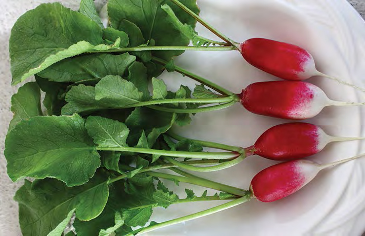 FRENCH BREAKFAST Radish
