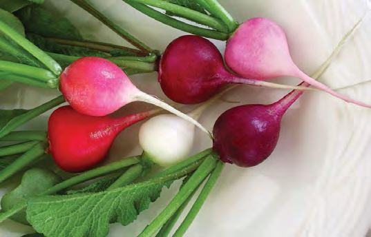 EASTER EGG II Radish