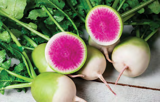 STARBURST Radish