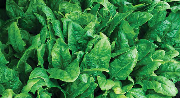 PLYMOUTH Spinach