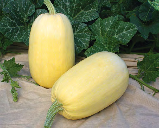 TIVOLI Spaghetti Squash