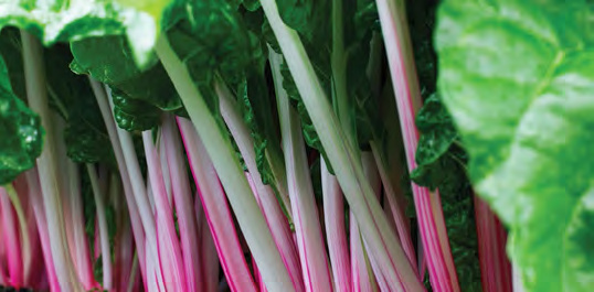 PEPPERMINT Swiss Chard