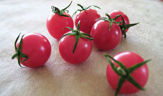 SWEET MILLION Cherry Tomato