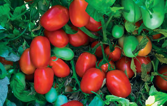 CEDRO Roma Tomato