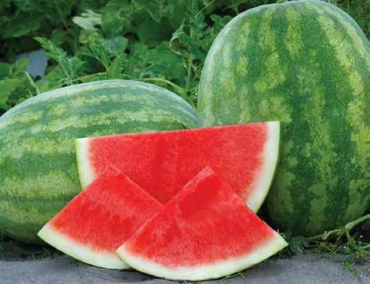 YELLOW BUTTERCUP Watermelon